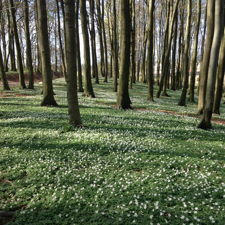 Hof Uhleck Am Koenigsstuhl Daire Lohme Oda fotoğraf
