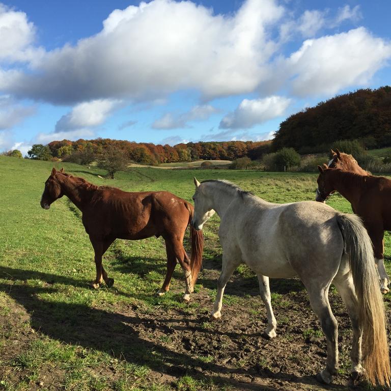 Hof Uhleck Am Koenigsstuhl Daire Lohme Oda fotoğraf